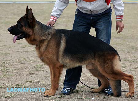 SG1 3033 Sony vom Streek，CSZ8002360，犬主：周海波