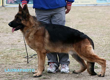 SG2 3027 Kalif vom Heinrichplatz，CSZ8002197，犬主：许冬清