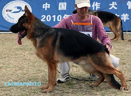 SG3 3022 Lex von Regina Pacis，CSZ8002333，犬主：宋刚