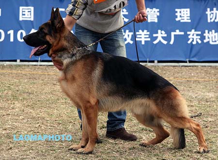 SG4 3010 Emos von FuLuShan，CSZ105023，犬主：郭彩虹
