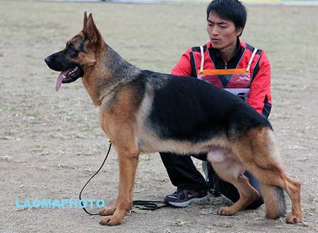 SG5 3005 Gisbert von 8341，CSZ103769，犬主：方学雷