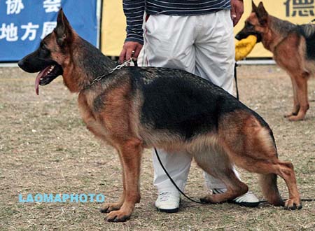 SG1 4033 Chinger von BeiFangMingZhu，CSZ97029，犬主：刘大森
