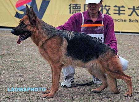 SG2 4028 Lenigne von JinRuiCheng，CSZ93706，犬主：李金明