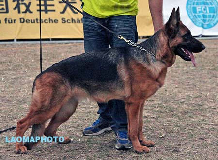 SG3 4022 Dominik von JiangDingJun，CSZ99178，犬主：蒋定军