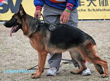 SG4 4006 Florenza von FuZhouHuaRong，CSZ93900，犬主：陈瑞光