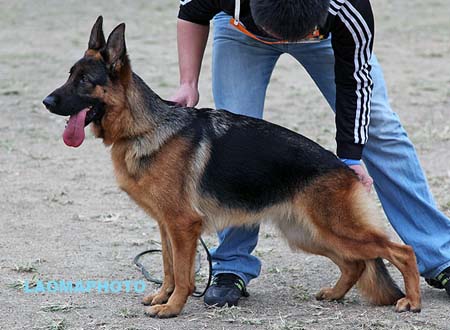 SG5 4010 Cursa von SongShi，CSZ92227，犬主：葛立君