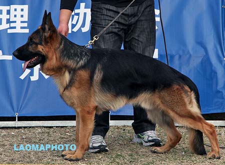 SG1 5007 Abu vom Holtk?mper See，CSZ8002356，犬主：万伟