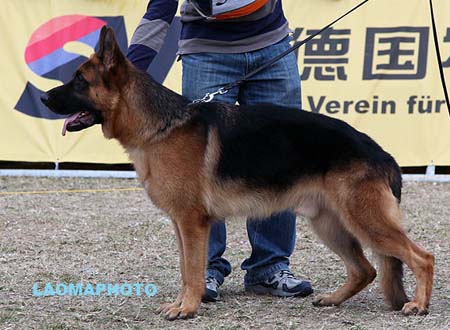 SG2 5011 Lafe's Benny，CSZ8002288，犬主：徐金贵