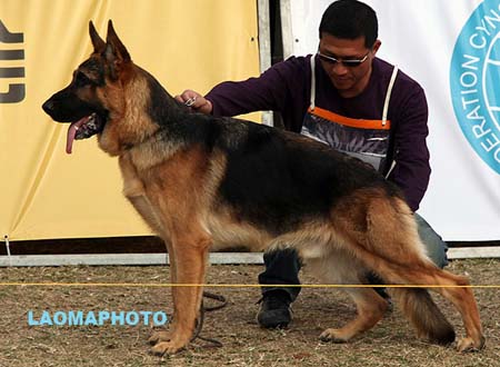 SG3 5020 Anton von Dossel，CSZ107213，犬主：郑年康