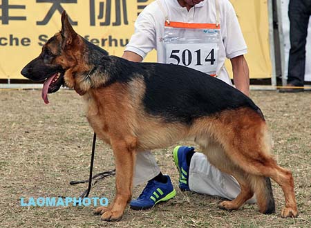SG4 5014 Duschan von LuDi，CSZ106778，犬主：许自由