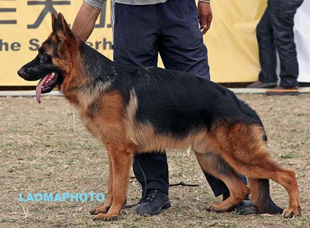 SG5 5004 Elpaso von SanJia，CSZ115623，犬主：胡仕平