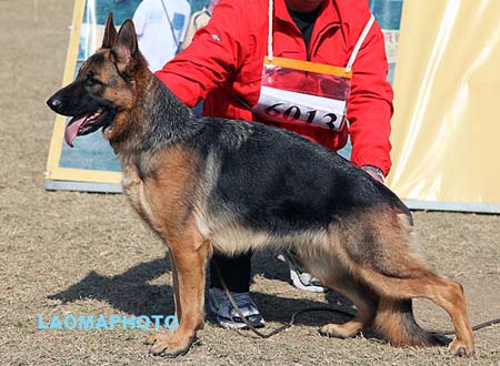 SG1 6013 Ops von WeiSheng，CSZ117925，犬主：纪增武