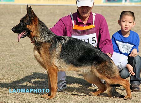 SG2 6015 Ilona von AoDeSai，CSZ125381，犬主：李金明