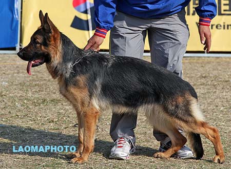 SG3 6029 Genia von Alonso，CSZ113361，犬主：尤永红