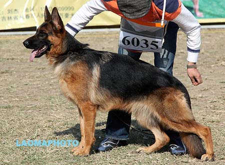 SG4 6035 Dolly von LiFeng，CSZ111716，犬主：周海成
