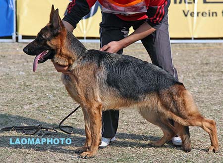 SG5 6004 Corinna von Happy Yapy，CSZ115463，犬主：陈学任