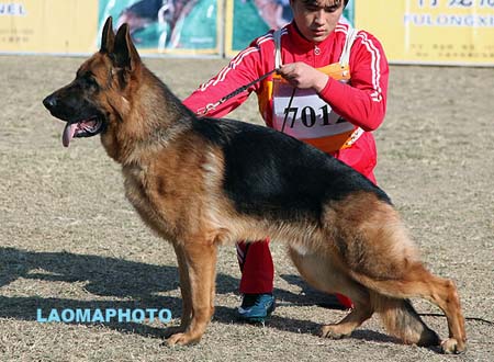 VV1 7012 Defeidu von TaiMei，CSZ119133，犬主：张健（盛鑫）