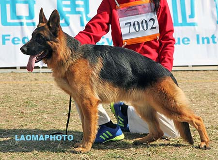 VV2 7002 Nanto von YuXin，CSZ120211，犬主：陈玉新(玉新)