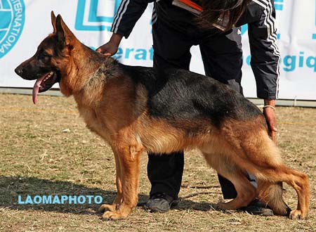VV3 7013 Blazek von AoDeMa，CSZ124267，犬主：张役胜
