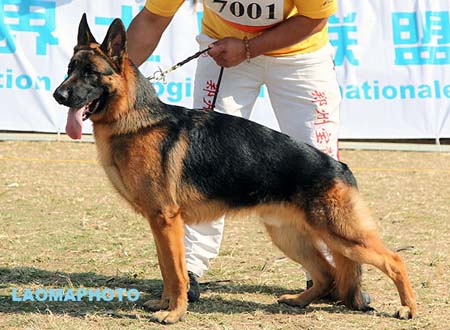VV4 7001 Hank von FuZhouJinGe，CSZ125184，犬主：陈国经