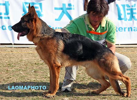 VV5 7007 Kjoury von XinPeng，CSZ129895，犬主：李蕴庭