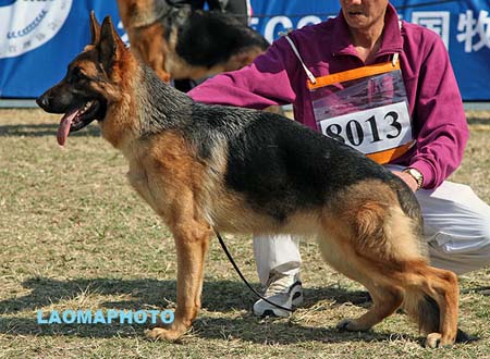 VV1 8013  Faro von GuangYou，CSZ118603，犬主：李金明
