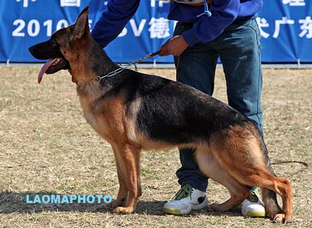 VV2 8012 Emse von YiDa，CSZ121322，犬主：蒋正波