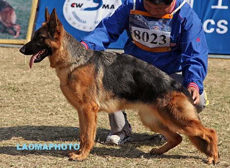 VV3 8023 Hania von Alonso，CSZ117059，犬主：马雪冰