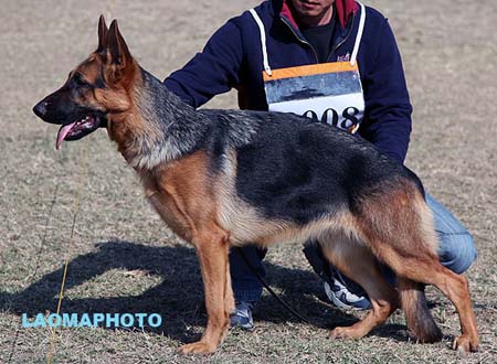 VV4 8008 Branka von Rich，CSZ131251，犬主：何伟文