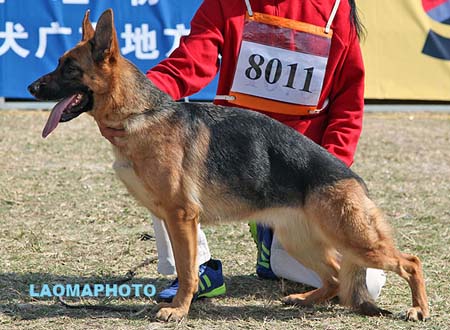 VV5 8011 Egola von YiDa，CSZ121321，犬主：蒋正波