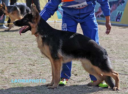 VV2 9010 吉克波 Gicho von JinLiang，CSZ124468，犬主：杨素辰