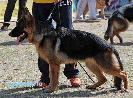 VV3 9009 艾瑞克 Eric von FuHua，CSZ133066，犬主：谢群波