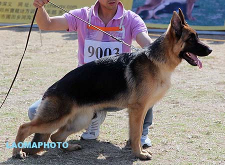 VV4 9003 波亚汉 Bojahn von LiuDong，CSZ124956，犬主：何振