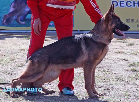 VV5 9002 卡马力克 Lamarck von Dossel，CSZ125652，犬主：韩彬