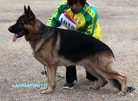 V1 1018 威尔泊 Vurpo vom Hühnergrab，CSZ8002193，犬主：杨超