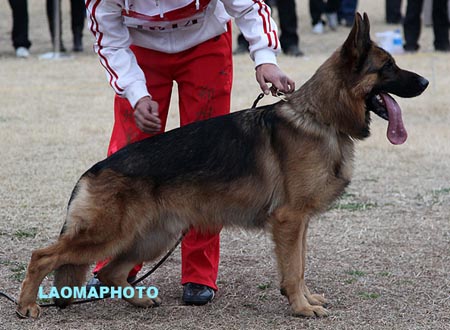 V2 1014 爱斯曼 Iceman von Santamar，CSZ8002195，犬主：苏志镒