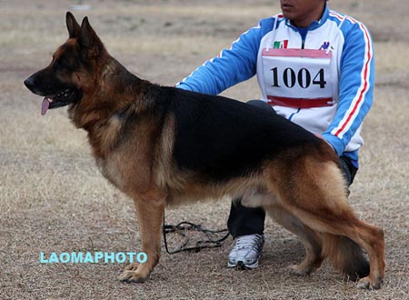 V3 1004 坤 Kun vom Team Fiemereck，CSZ8000540，犬主：华继红