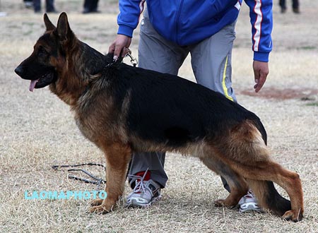 V4 1019 黑雷斯 Heilei`S von DongYu，CSZ88366，犬主：于润生