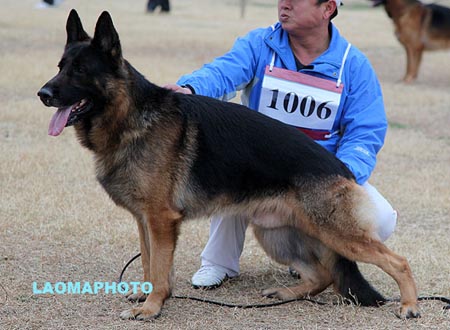 V5 1006 艾奥 Aio von GuanGong，CSZ39596，犬主：李龙云
