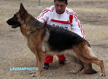 V1 2007 伊弗 Iff von BoChen，CSZ28227，犬主：华洪