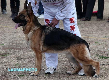 V2 2009 巴娜 Bana  von TangZheng，CSZ69277，犬主：黄志忠