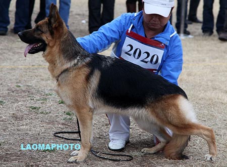 V3 2020 卡若 Carra von HanMa，CSZ90252，犬主：邱洪