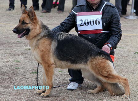 V4 2006 格依拉 Gyla von HuaLiang，CSZ84781，犬主：龚明