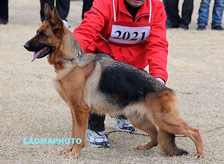 V5 2021 塞特爱 Citty von DaYou，CSZ89190，犬主：王茂