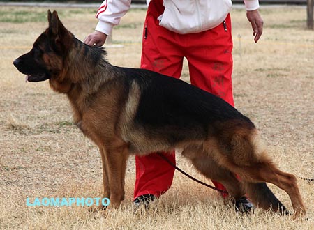 SG1 3014 索尼 Sony vom Streek，CSZ8002360，犬主：周海波