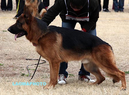 SG2 3002 奥力克斯 Orixq von LongJian，CSZ100823，犬主：李剑(龙剑)