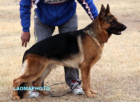 SG3 3012 恩佐 Enzo aus dem Haus Zygadto，CSZ8002413，犬主：周谷