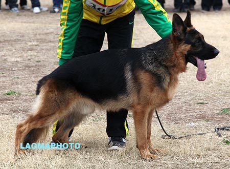 SG4 3016 查斯库 Chasko von LianDeSheng，CSZ110569，犬主：杨超