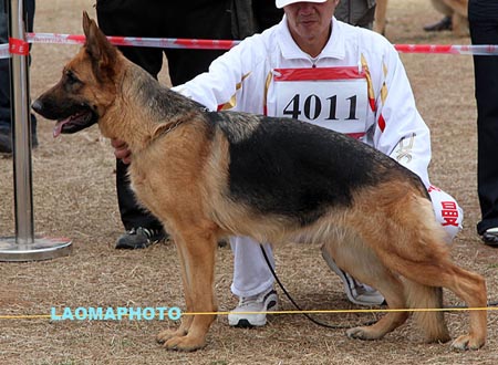 SG1 4011 乐妮格妮Lenigne von JinRuiCheng，CSZ93706，犬主：李金明