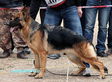 SG2 4012 比安卡Bianca von WenTu，CSZ95400，犬主：栗述文